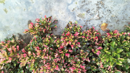 Close-up of colorful Alternanthera foliage with vibrant red, green, and yellow leaves forming a...
