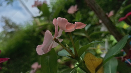 Tropical Catharanthus Roseus Bloom with Dew â€“ Vibrant Pink Vinca in Garden Setting