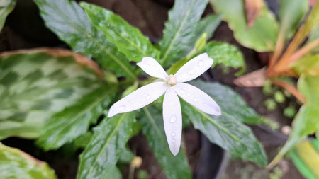 Elegant white Hippobroma longiflora flower against a natural green backdrop, ideal as a serene wallpaper showcasing its traditional medicinal uses and bioactive compoundsの写真素材