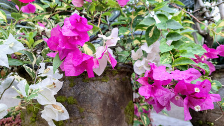 Variegated Bougainvillea Glabra with White and Pink Petals Blooming in Sunlight â€“ Close-up of...