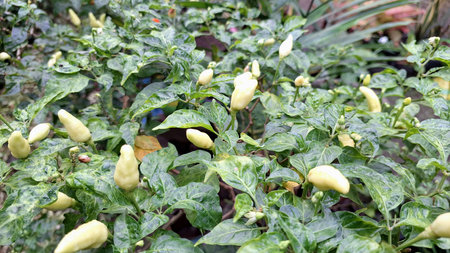 Lush green chili plants with tiny peppers just beginning to form, representing the promise of fresh and flavorful ingredients.の写真素材