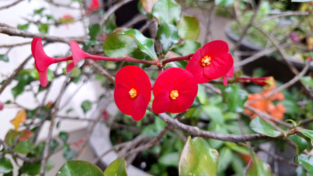 Radiant red Crown of Thorns flowers (Euphorbia milii) captured in bright daylight, emphasizing their intricate floral patterns.の写真素材