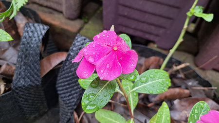 Pink Rose Periwinkle (Catharanthus roseus) with water pearls on petals, tropical flower known for...