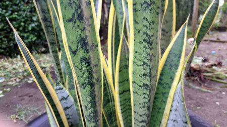 Mother-in-Law's Tongue (Sansevieria trifasciata): Lush Green Foliage with Striking Yellow Stripes, a...
