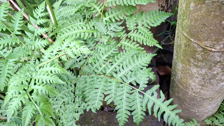 Fern Onoclea Sensibilis Growing in Forest with Green Foliage, Summer Leaf Background Wallpaperの写真素材