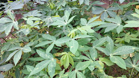 Vibrant Green Texture of Multiple Cassava Leaves (Manihot esculenta), Creating a Fresh and Organic Pattern Perfect for Nature-Themed Backdrops and Designs.の写真素材