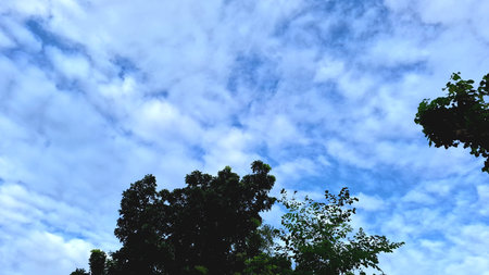 Green tree branches forming natural border around sunny sky with clouds, beautiful outdoor background for eco-friendly design, calm atmosphere, and mental health promotionの写真素材