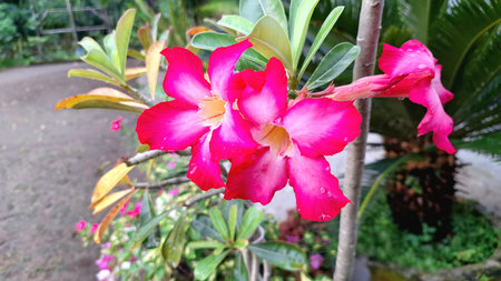 Beautiful Pink Desert Rose (Adenium Obesum) Flower with Unique Caudex â Decorative Succulent for Indoor and Outdoor Useの写真素材