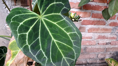 Vibrant Anthurium Crystallinum 'Mini Elephant Ear' in Bloom: A Lush Tropical Garden Gem with Exotic Close-up Detail in Summer Sunlight.の写真素材