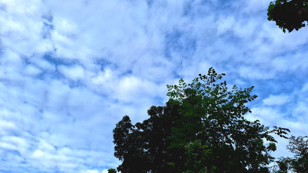 Lush greenery framing clear sky with white clouds, peaceful tropical scene perfect for relaxation, mindfulness visuals, eco-awareness campaigns, and natural lifestyle designの写真素材