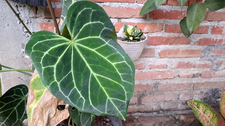 Vibrant Anthurium Crystallinum 'Mini Elephant Ear' in Bloom: A Lush Tropical Garden Gem with Exotic Close-up Detail in Summer Sunlight.の写真素材