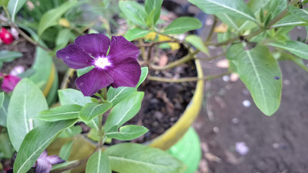 Close Up Periwinkle Flower Catharanthus Roseus Fresh Bloom in Dark Pink or Purple Color Detailed Petals Natural Botanical Photography for Backgroundの写真素材