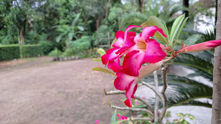 Vibrant Pink Desert Rose Flower and Swollen Stem â Tropical Succulent with Ornamental Appealの写真素材
