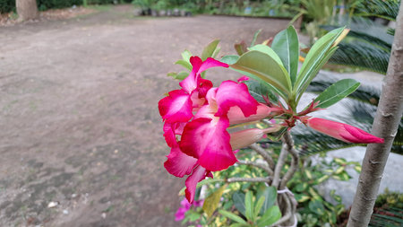 Pink Bloom of Adenium Obesum with Bulbous Trunk â Stunning Tropical Succulent Ideal for Dry Climates and Container Gardensの写真素材