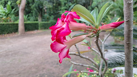 Elegant pink bloom of the Adenium obesum, a drought-tolerant succulent widely cultivated for its exotic flowers and sculptural trunk.の写真素材