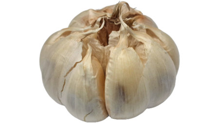 Raw garlic heads with natural papery skin isolated on white, culinary spice and herb for flavor, aroma, seasoning, food photography, recipe ingredients, and design useの写真素材