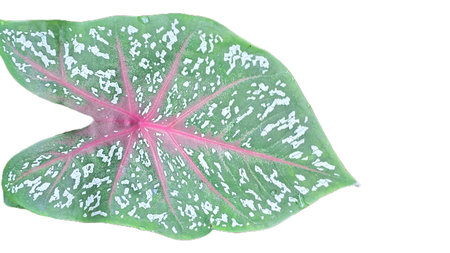 Beautiful Tropical Caladium Leaf Closeup with Pink, Green, and White Pattern, Heart-Shaped Ornamental Foliage Isolated for Design and Decorationの写真素材