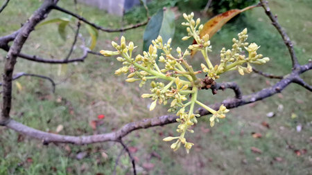Flower Bud of Avocado Tree Persea americana, Close-up Botanical Growth, Future Fruit Formation Backgroundの写真素材