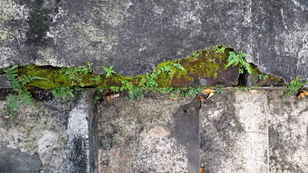 Uncontrolled Moss Growth on Building Wall. Causes Long-Term Damage, Surface Degradation, and...