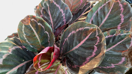 Exotic Foliage of Calathea Roseopicta Houseplant with Striking Leaf Texture and Pink Stripes Grown in Garden Pot Backgroundの写真素材