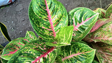 Colorful Aglaonema and Caladium leaves with pink and green patterns, lush tropical foliage for indoor decoration and ornamental plant loversの写真素材