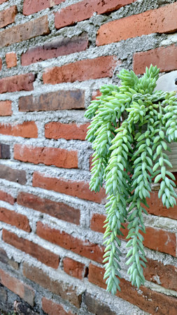 Green Trailing Succulent: Donkey's Tail Plant for Indoor Gardening and Unique Botanical Conceptsの写真素材