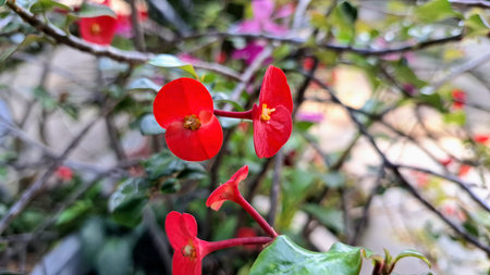 Stunning red Crown of Thorns flowers (Euphorbia milii) in full bloom, highlighting their vibrant...