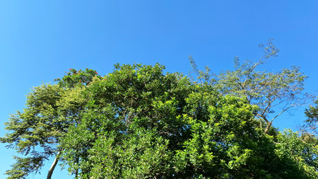 Framed sky with white clouds and tree silhouettes, nature stock image for editorial, wellness, outdoor, and seasonal contentの写真素材
