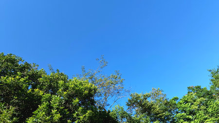Forest canopy framing a bright blue sky, peaceful summer landscape for use in sustainability, inspiration, and relaxation visualsの写真素材