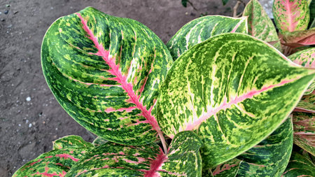 Tropical foliage of Aglaonema and Caladium with vibrant pink, green, and white variegated leaves,...