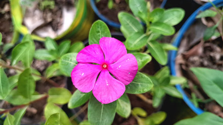 Beautiful pink Vinca flower (Catharanthus roseus) with green leaves and water pearls, symbolizing...