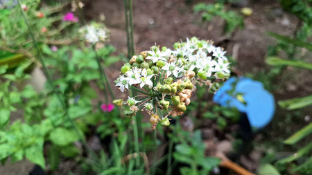 Allium Nigrum White Flowers Blooming, Black Garlic Broad-Leaved Leek Macro Garden Photography