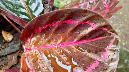 Decorative Calathea Roseopicta Plant with Unique Leaf Pattern in Dark Green and Burgundy Tones with...