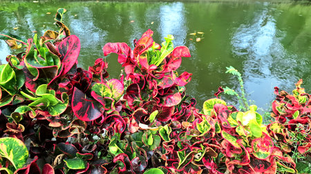 Ornamental Croton Plant Codiaeum variegatum with Wavy Multicolored Leaves in Lush Garden Natural...