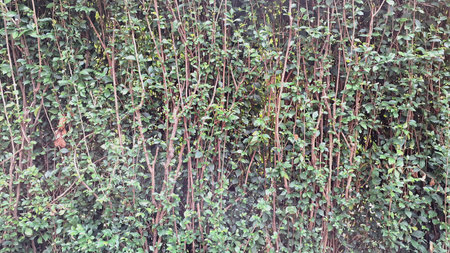 Detailed close-up of vibrant green Acalypha Siamensis hedge leaves (no people), offering a lush...