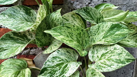 Lush Golden Pothos (Epipremnum aureum): Easy-Care Ivy, Plant with Variegated Leaves