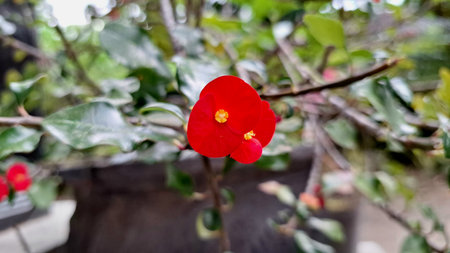 Stunning red Crown of Thorns flowers (Euphorbia milii) in full bloom, highlighting their vibrant...