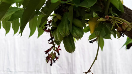 Close-up of Green Bilimbi Fruit with Bright Red Flowers on Tree Bark, Tangy Tropical Exotic Fruit for Culinary Recipesの写真素材