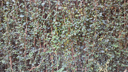 Detailed vibrant green Acalypha Siamensis hedge leaves (no people) create a lush natural decorative...