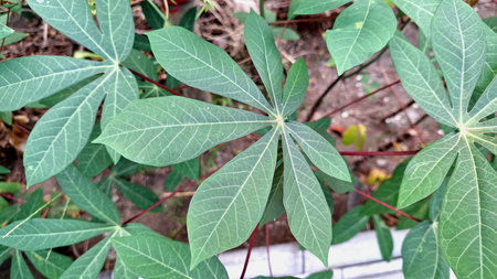 Vibrant Green Texture of Multiple Cassava Leaves (Manihot esculenta), Creating a Fresh and Organic Pattern Perfect for Nature-Themed Backdrops and Designs.の写真素材