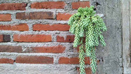 Unique Living Decor: Burro's Tail (Sedum morganianum), a Captivating Trailing Succulent for Any Homeの写真素材