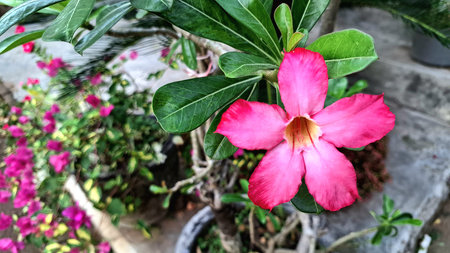 Vibrant Pink Desert Rose Flower and Swollen Stem â€“ Tropical Succulent with Ornamental Appeal