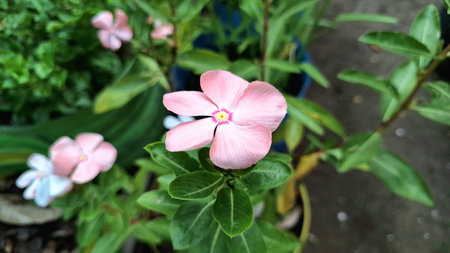 Pink Rose Periwinkle (Catharanthus roseus) with water pearls on petals, tropical flower known for its ornamental beauty and use in natural herbal remedies and traditional medicineの写真素材