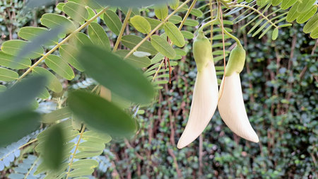 White Flowering Sesbania Grandiflora Tree in Garden â Hummingbird Tree Used in Culinary Dishes and Herbal Treatments in Southeast Asiaの写真素材