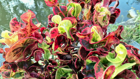 Artistic Natural Patterns of Croton Leaves in Vibrant Colors Codiaeum variegatum Foliage Captured in a Garden Setting for Decorative Botanical and Tropical Stock Photographyの写真素材