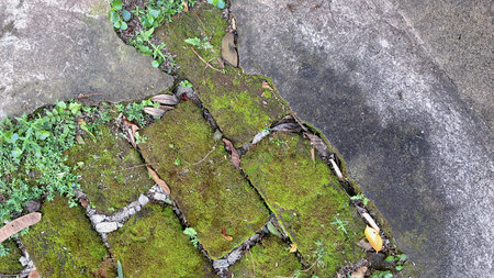 Moss Texture on Damp Wall â Wild Green Plants Growing Naturally in Moist Environment, Ideal for Backgrounds, Environmental Themes, Organic Design, and Nature-Based Projectsの写真素材