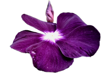 Beautifully blooming dark violet purple petal flower, isolated on white background. Cayenne Jasmine, Periwinkle, Catharanthus rosea, Madagascar Periwinkle, Vinca (catharanthus) corの写真素材