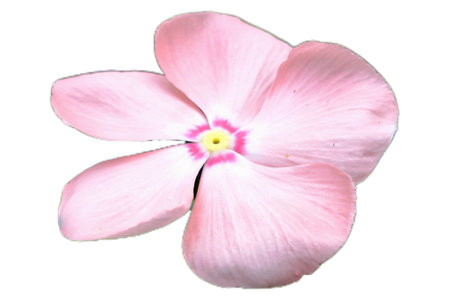 Beautifully blooming pink petal flower, isolated on white background. Cayenne Jasmine, Periwinkle, Catharanthus rosea, Madagascar Periwinkle, Vinca (catharanthus) cora, Apocynaceaeの写真素材