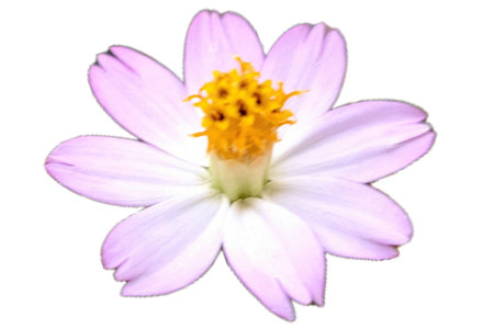 Isolated Purple Cosmos Flower (Cosmos caudatus) with Fresh Petals on White â Perfect for Floral Collageの写真素材