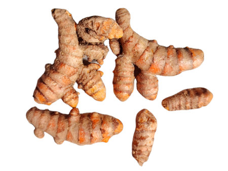 Fresh Turmeric Rhizome Curcuma Longa Roots Isolated on White Background Organic Herbal Spice for...